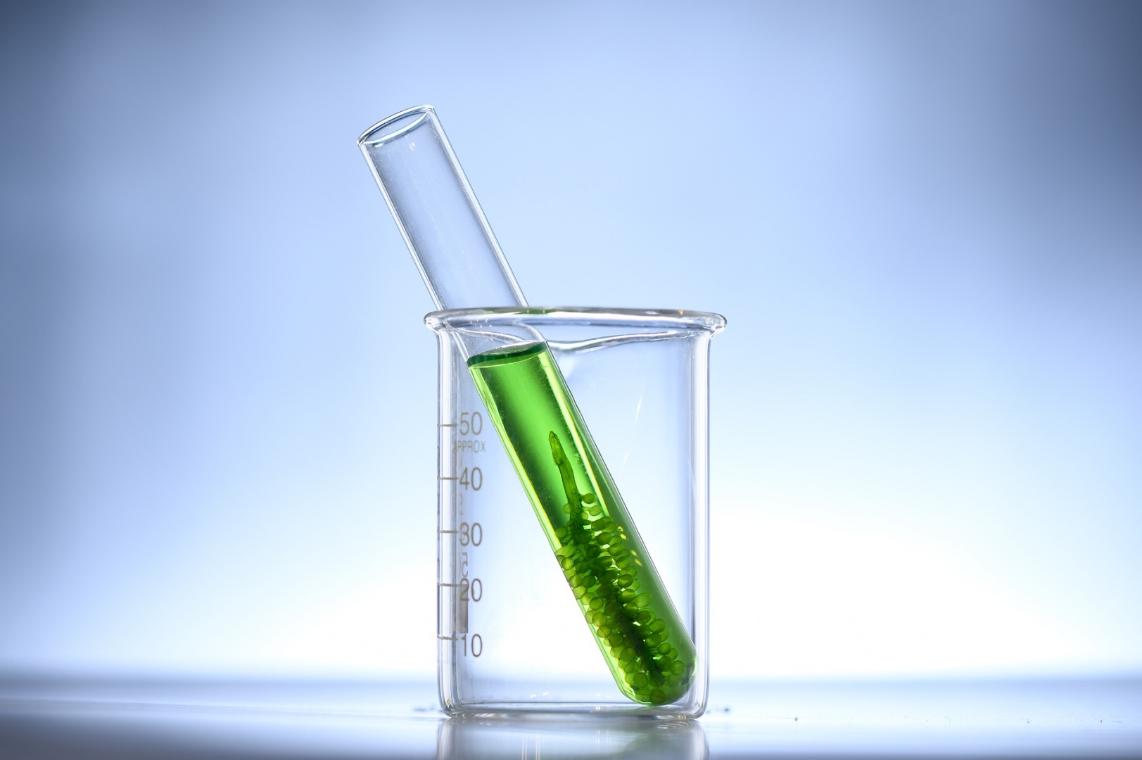 Tubo de ensaio contendo um líquido verde e uma floração de microalgas. O tubo de ensaio está dentro de um béquer de vidro.